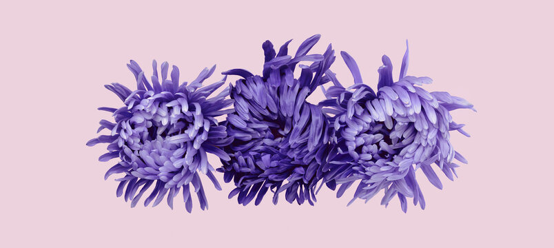 Three violet aster flower closeup chrysanthemum type. Rich petals purple very peri flower head on orchid pink. In bloom. Wide web banner lilac