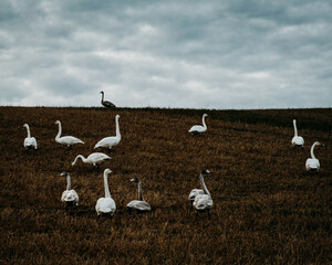 flock of swans