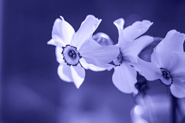 Fototapeta na wymiar Beautiful flower in spring. Trendy color of year 2022.