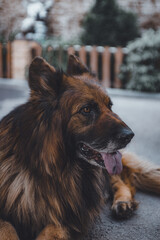 german shepherd dog