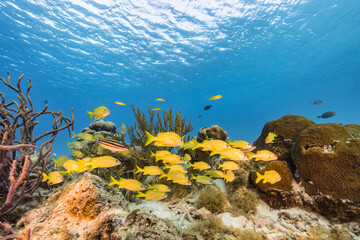 Fototapeta na wymiar Seascape with School of Fish, Grunt fish in the coral reef of the Caribbean Sea, Curacao