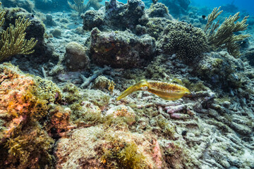 Fototapeta na wymiar Seascape with Reef Squid, coral, and sponge in coral reef of Caribbean Sea, Curacao