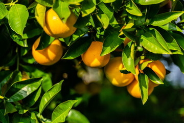 Spectacular view of the Orange Garden, summer background. Farming content. A picturesque day and a gorgeous scene. Wonderful wallpaper image. Discover the beauty of the world