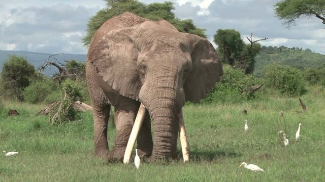 A true tusker using his tusks to dig up a hole.