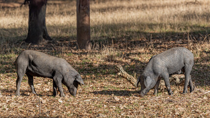 Two young Iberian pigs eating acorns on the farm