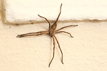 A rain spider sitting on the wall of a house, seeking protection from rain and wind.