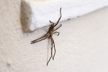 A rain spider sitting on the wall of a house, seeking protection from rain and wind.