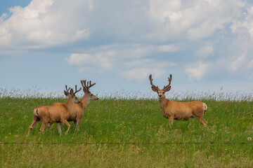 Naklejka na ściany i meble Two deer standing in the grassy field under the blue sky