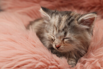 Cute kitten sleeping on pink fuzzy rug