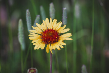 Flower with the blurred background viewed from above