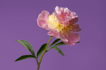 Gentle pink peony flower isolated on a purple background.