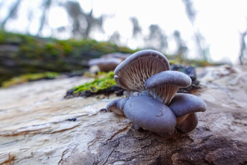 little fresh king oyster mushrooms on a old tree trunk in the nature