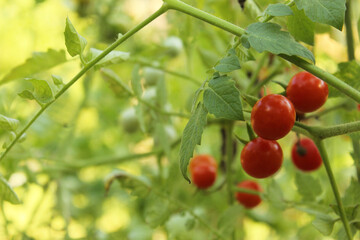 Red Ripe Cherry Tomato Growing in Garden