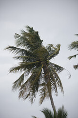 Fototapeta premium coconut palms and palm leaves bend in the storm and bad weather 