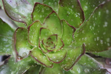 close up of a plant