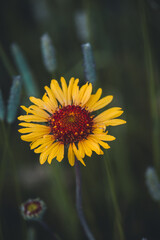 Flower with the blurred background viewed from above