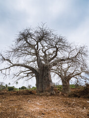 Baobay on the island of Zanzibar