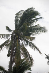 coconut palms and palm leaves bend in the storm and bad weather 