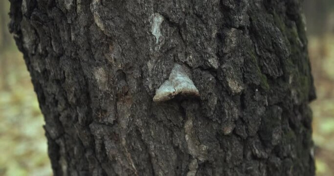 Birch tree with chaga mushrooms. The fungus parasitizing trees is used in herbal medicine, folk and traditional Chinese medicine. Latin international name Inonotus obliquus