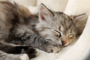 Naklejka na ściany i meble Cute fluffy kitten sleeping on pet bed, closeup