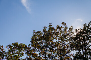 part of the crown of a tree with green foliage against the background of a clear blue sky