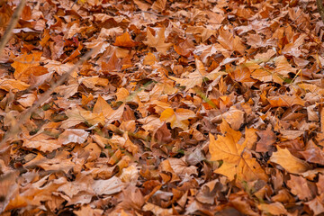 Autumn