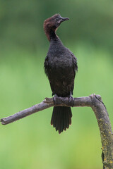 The pygmy cormorant (Microcarbo pygmaeus)