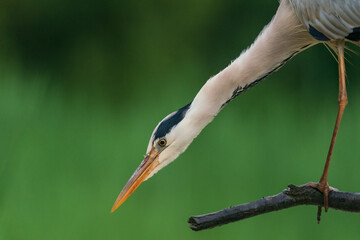 The grey heron (Ardea cinerea)