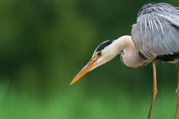 The grey heron (Ardea cinerea)