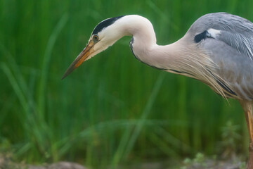 The grey heron (Ardea cinerea)