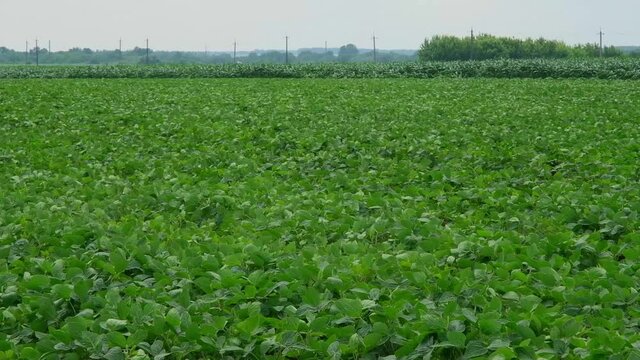 green soybeans in the field during flowering