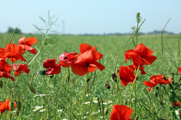 Close up of a bank of wild poppies, Derbyshire, England
