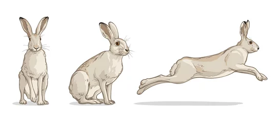 Foto op Aluminium White hare in different poses. Vector illustration of a rabbit isolated on a white background. © Vasili