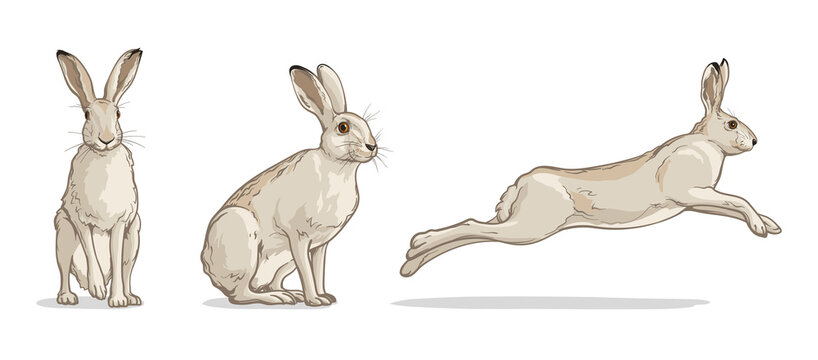 rabbit running drawing