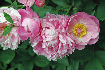 Pink peony blooms, Derbyshire England
