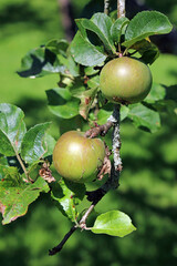 Sunlit ripening apples, Worcestershire England
