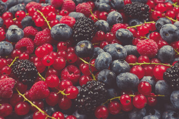 Blackberry, raspberry, blueberry,  red currant and mint background.