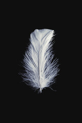 White feather isolated on a black background.