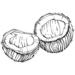 Vector coconut hand drawn Sketch. Vector tropical food illustration. Vintage style. The best for design logo, menu, label, icon, stamp.