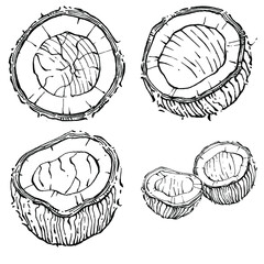 Vector coconut hand drawn Sketch. Vector tropical food illustration. Vintage style. The best for design logo, menu, label, icon, stamp.