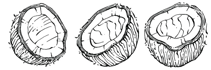 Vector coconut hand drawn Sketch. Vector tropical food illustration. Vintage style. The best for design logo, menu, label, icon, stamp.
