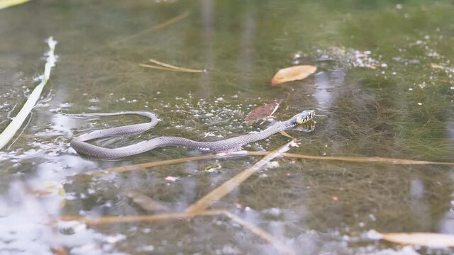 Non-Venomous Snake with Yellow Ears Swims in an Overgrown Pool, Looking for Prey. Swamp with aquatic plants, grass, reeds, duckweed on sunset. Viper sticks out its tongue. Wild nature. 4K. Close up.