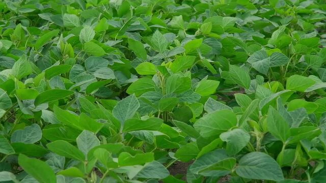 green soybeans in the field during flowering