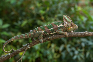Veiled Chameleon - Chamaeleo calyptratus, large colored beautiful lizard from Arabian Peninsula bushes and forests, Yemen and Saudi Arabia.
