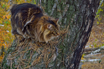 The cat is sitting on a tree in the forest. Kurilian bobtail, brindle color. 