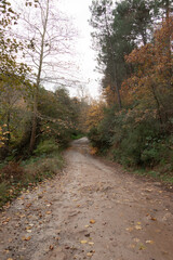Autumn forest nature. Vivid morning in colorful forest with sun rays through branches of trees. Scenery of nature with sunlight. No people.