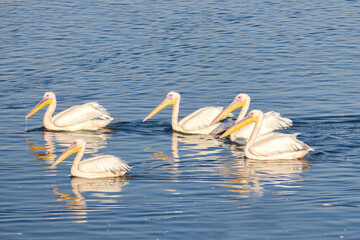 Great white pelicans stopping in Israel during migration.