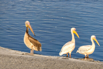 Great white pelicans stopping in Israel during migration.