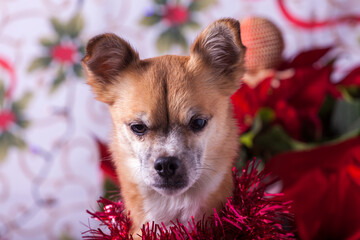 chihuahua posing with a christmas background