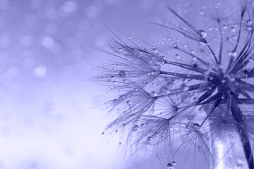 Macro nature. Trendy Color of Year Very peri. Macro nature. dandelion at violet background. Freedom to Wish. Dandelion silhouette fluffy flower. Seed macro closeup. Soft focus